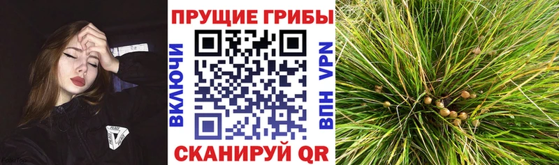 Псилоцибиновые грибы MAGIC MUSHROOMS  купить закладку  Томари 